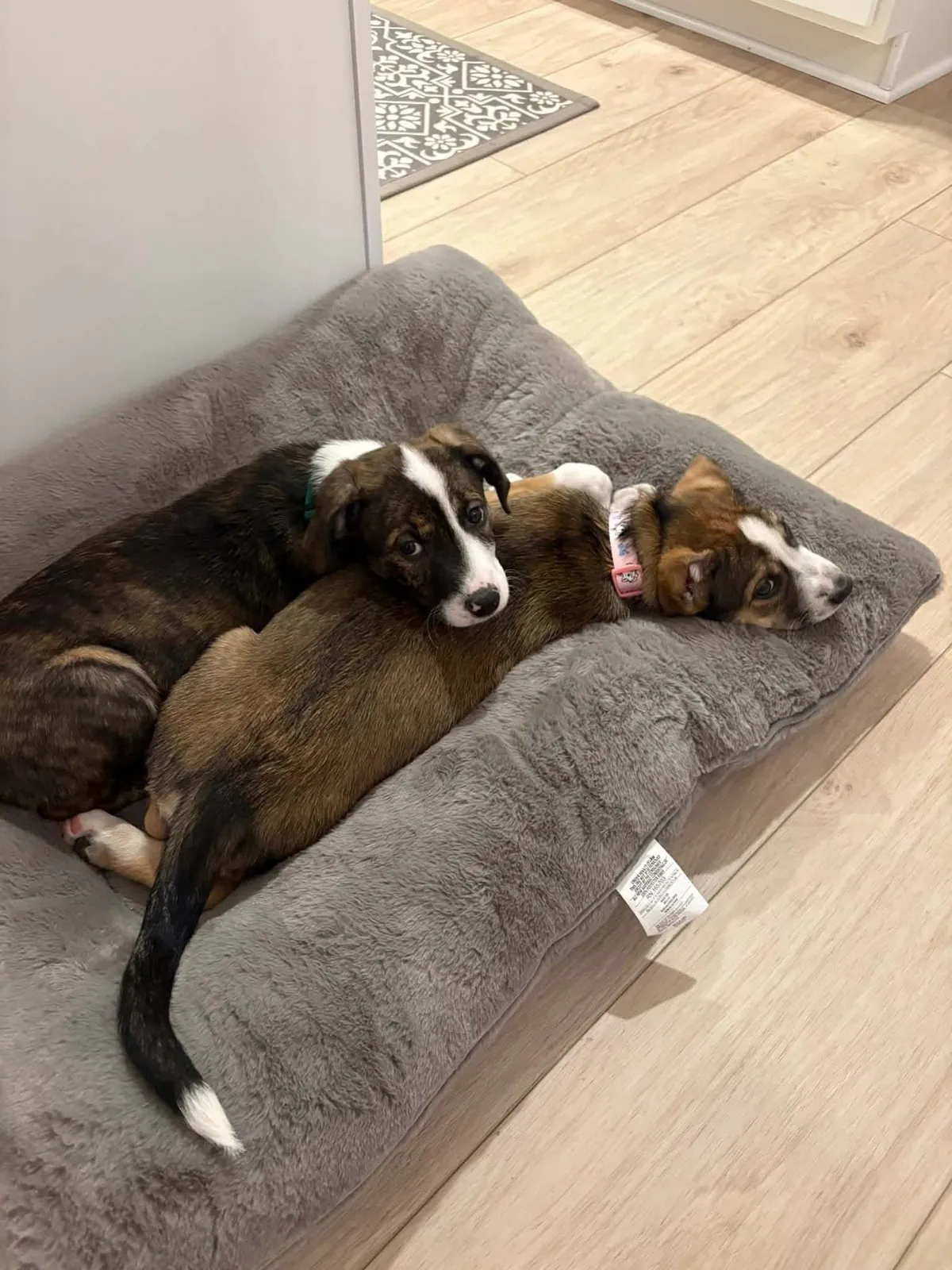 The Heckathorn family's two puppies curled up together on a dog bed